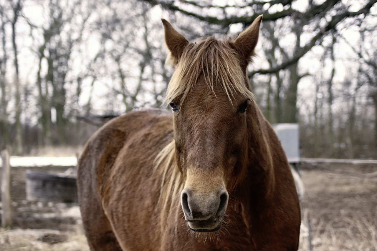 horse brown winter free photo