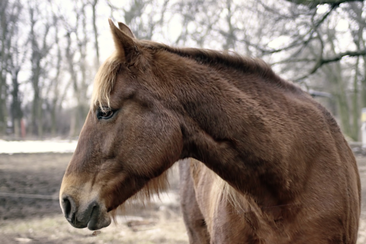 horse brown winter free photo