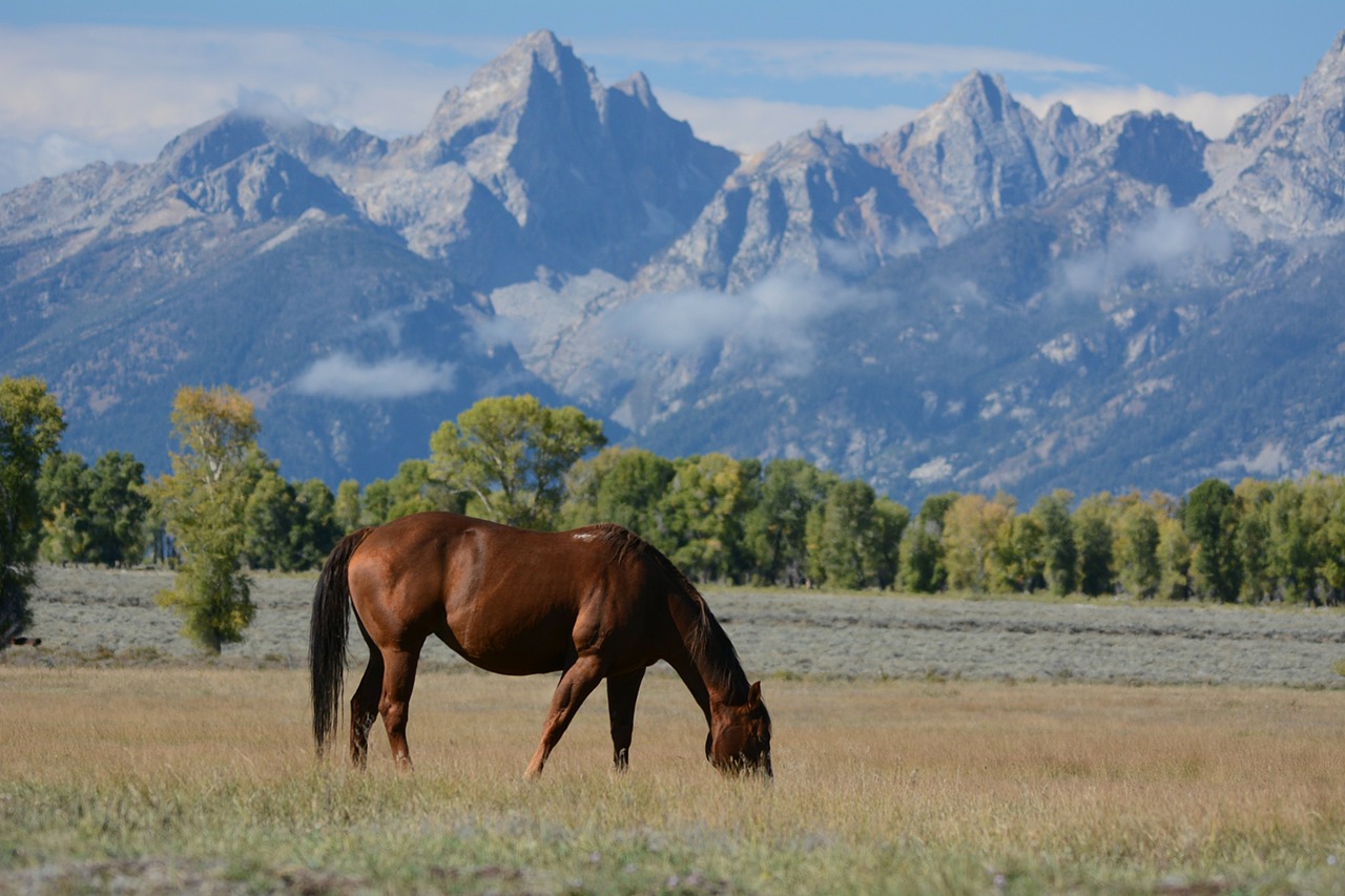 horse meadow mountains free photo