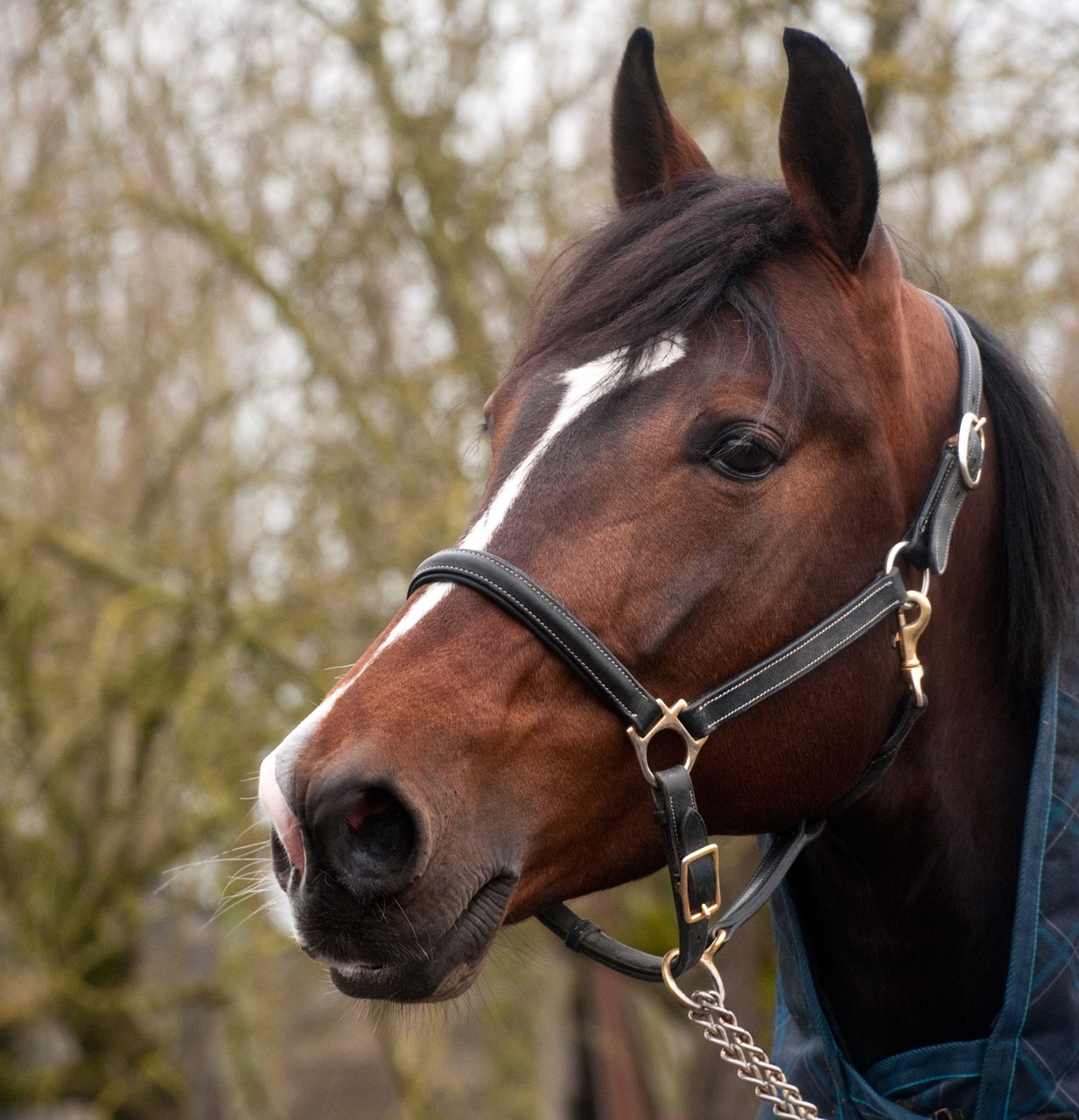 horse head portrait free photo