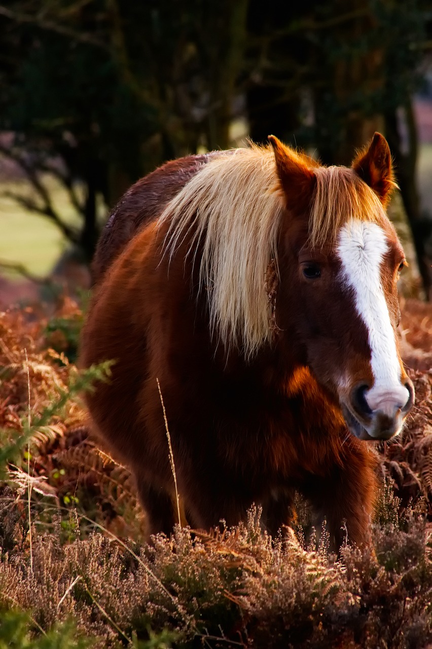 horse animal landscape free photo