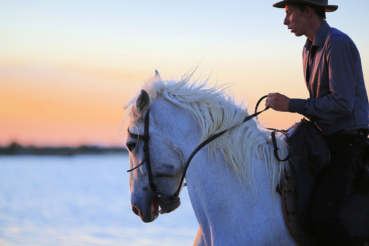 horse mane white horse free photo