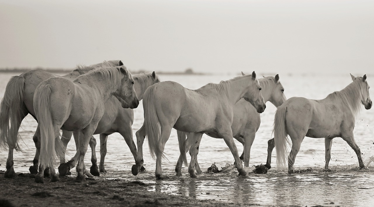 horse mane equine free photo