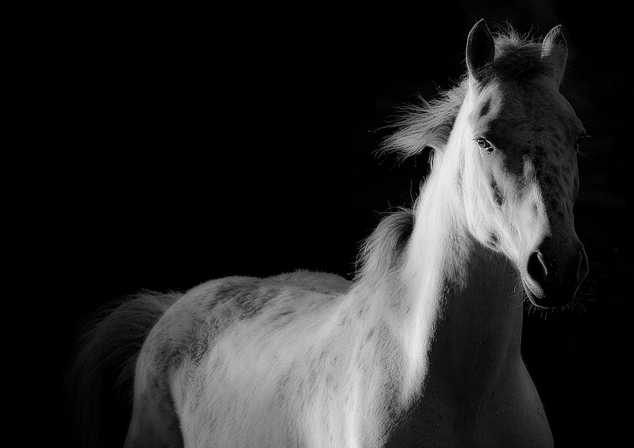 horse shoe white horse free photo