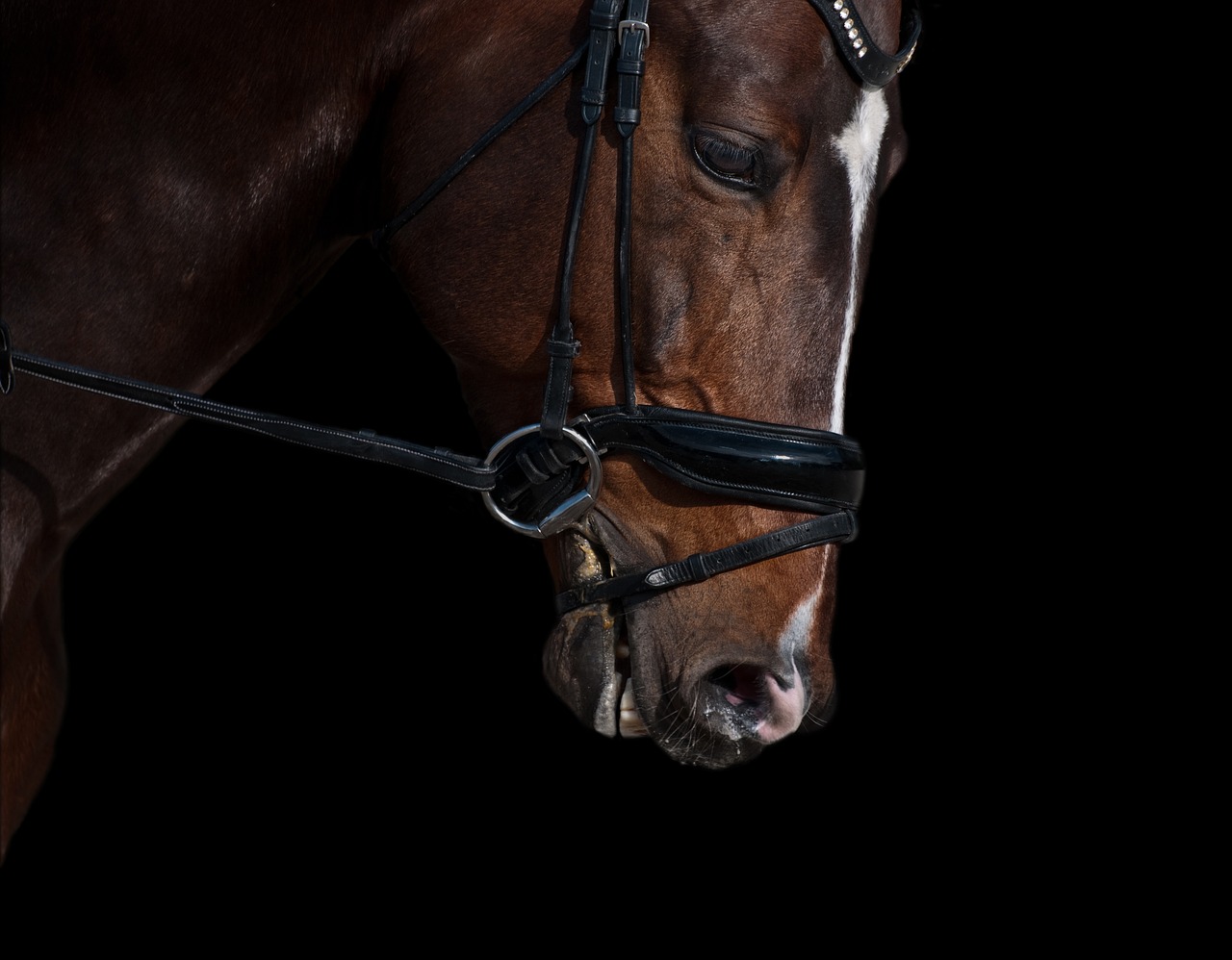 horse head chiaroscuro free photo