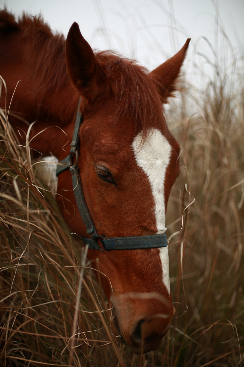 horse hay autumn free photo