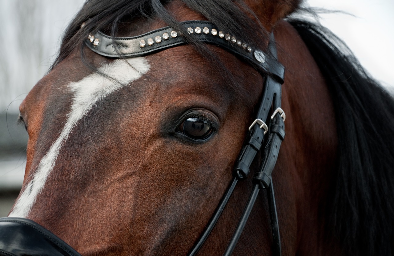 horse head close up free photo