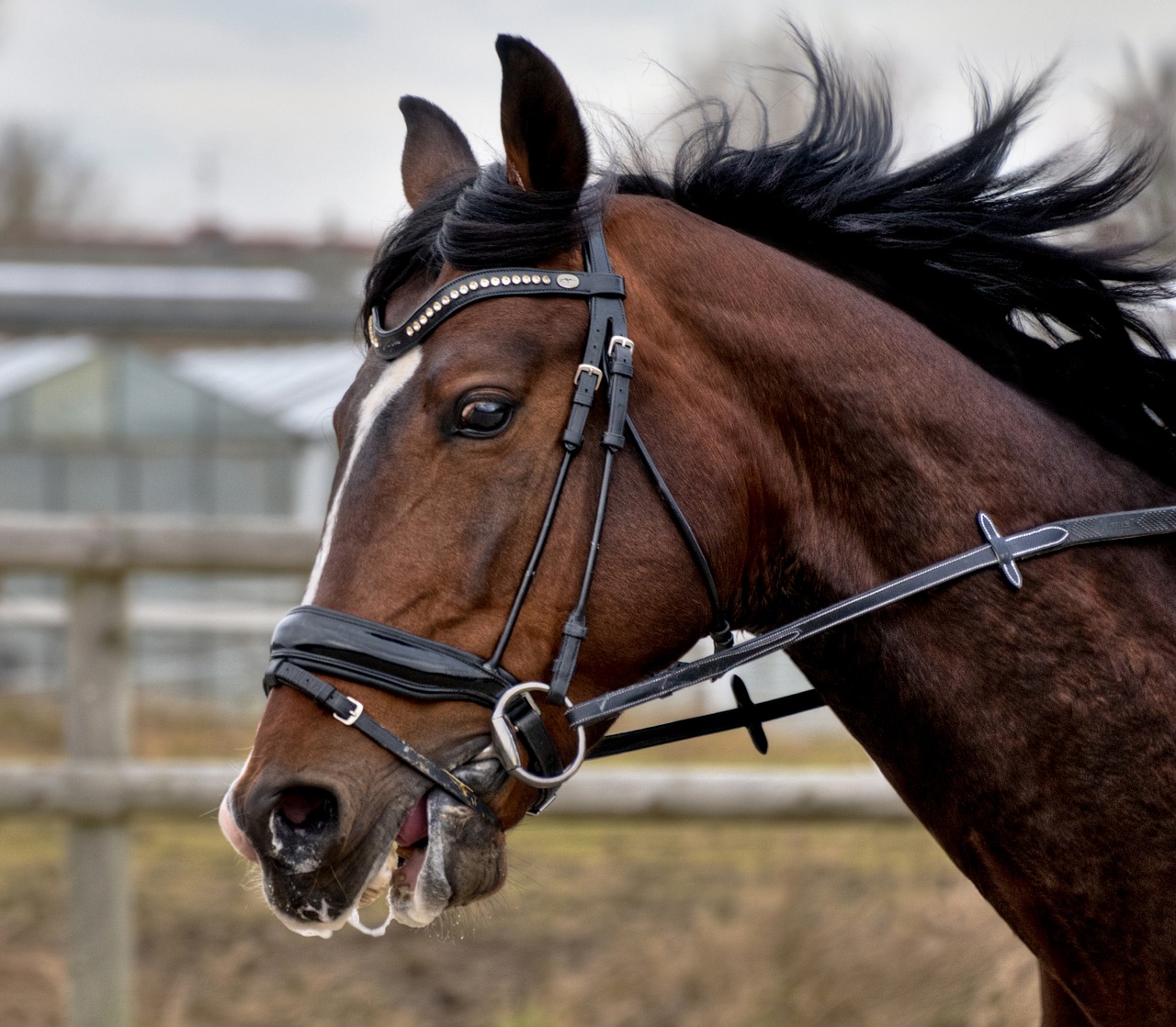 horse head mane free photo