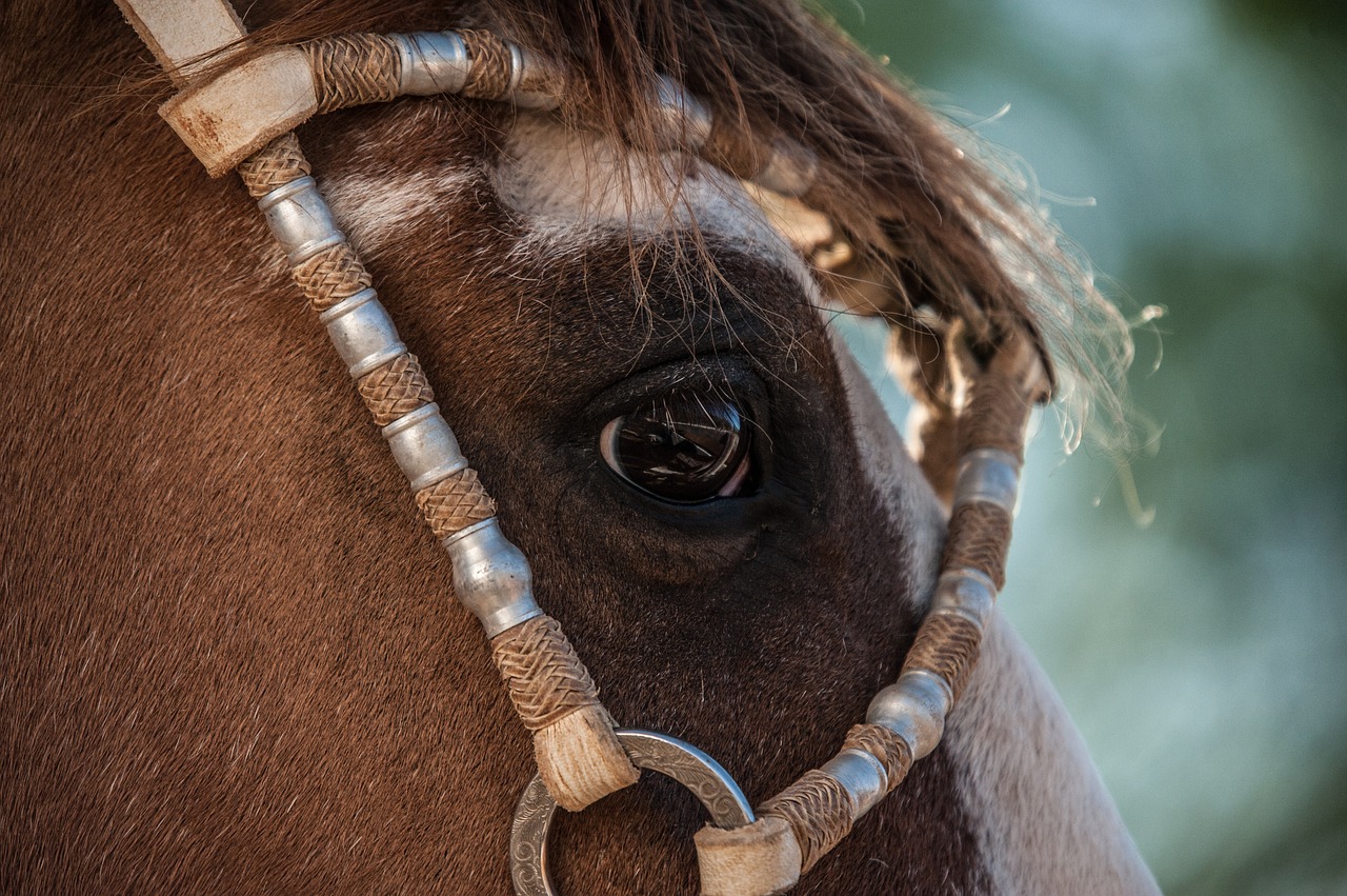 horse farm field free photo