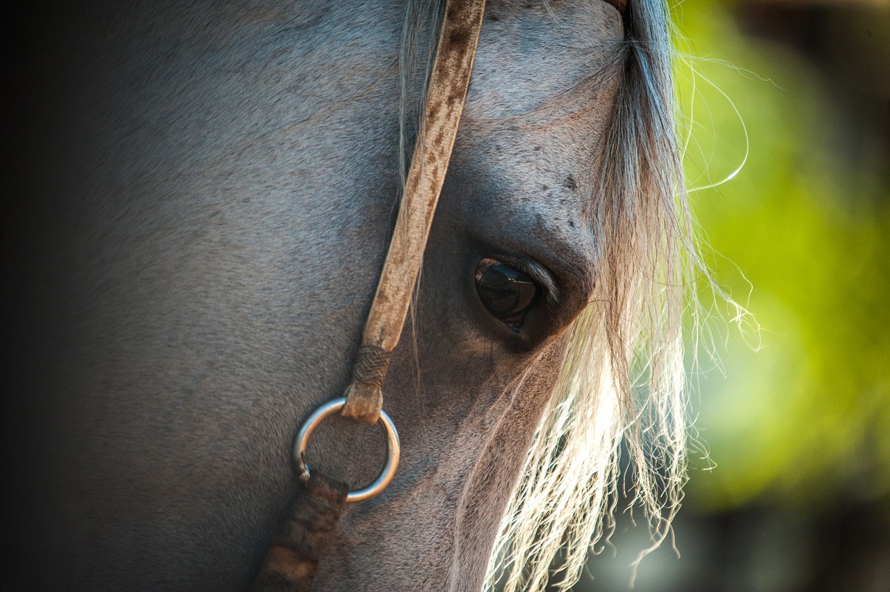 horse farm field free photo