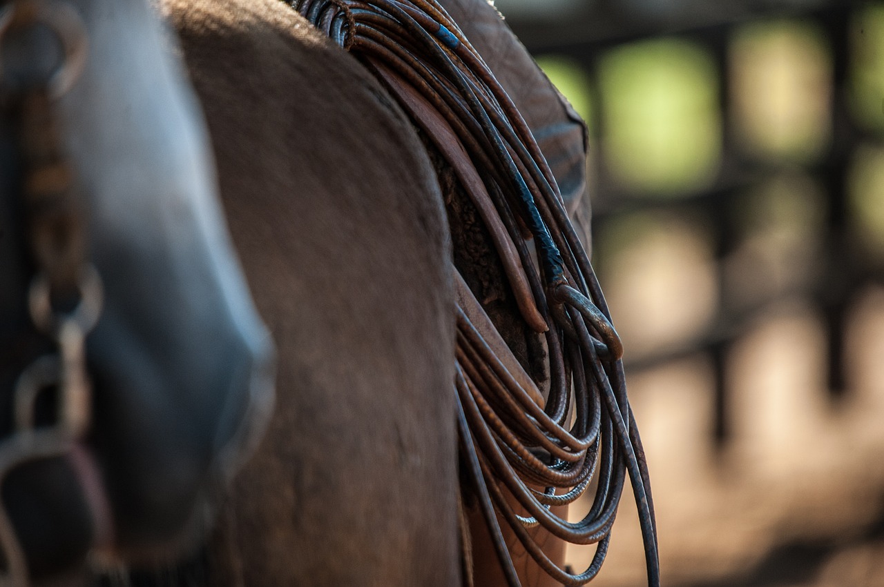 horse farm field free photo