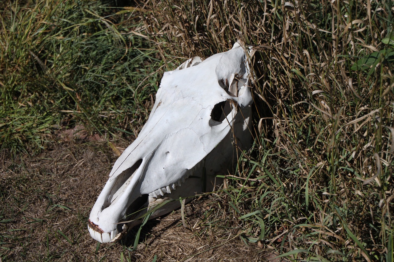 horse skull west free photo