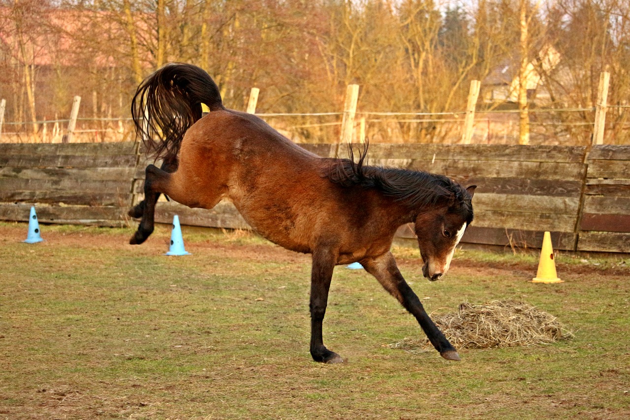 horse buck jump thoroughbred arabian free photo