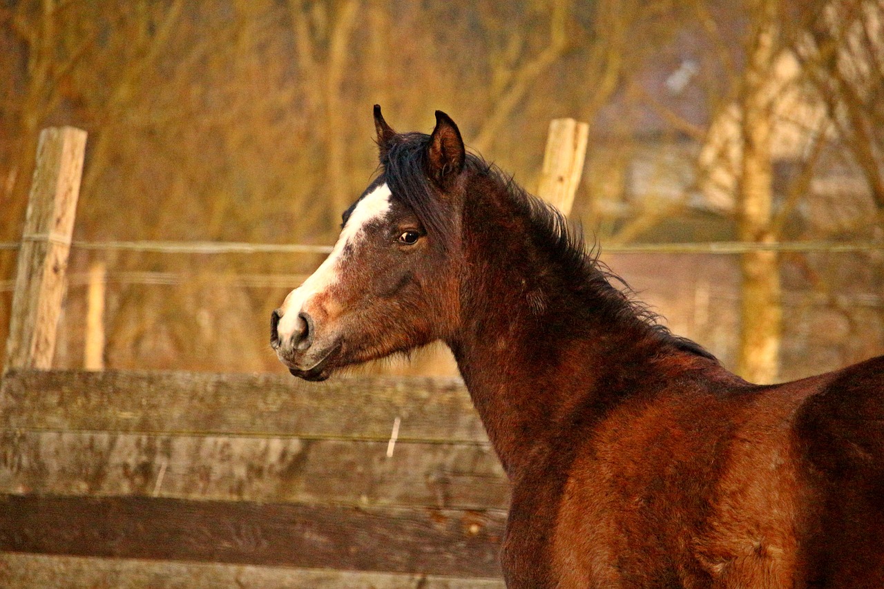 horse horse head thoroughbred arabian free photo