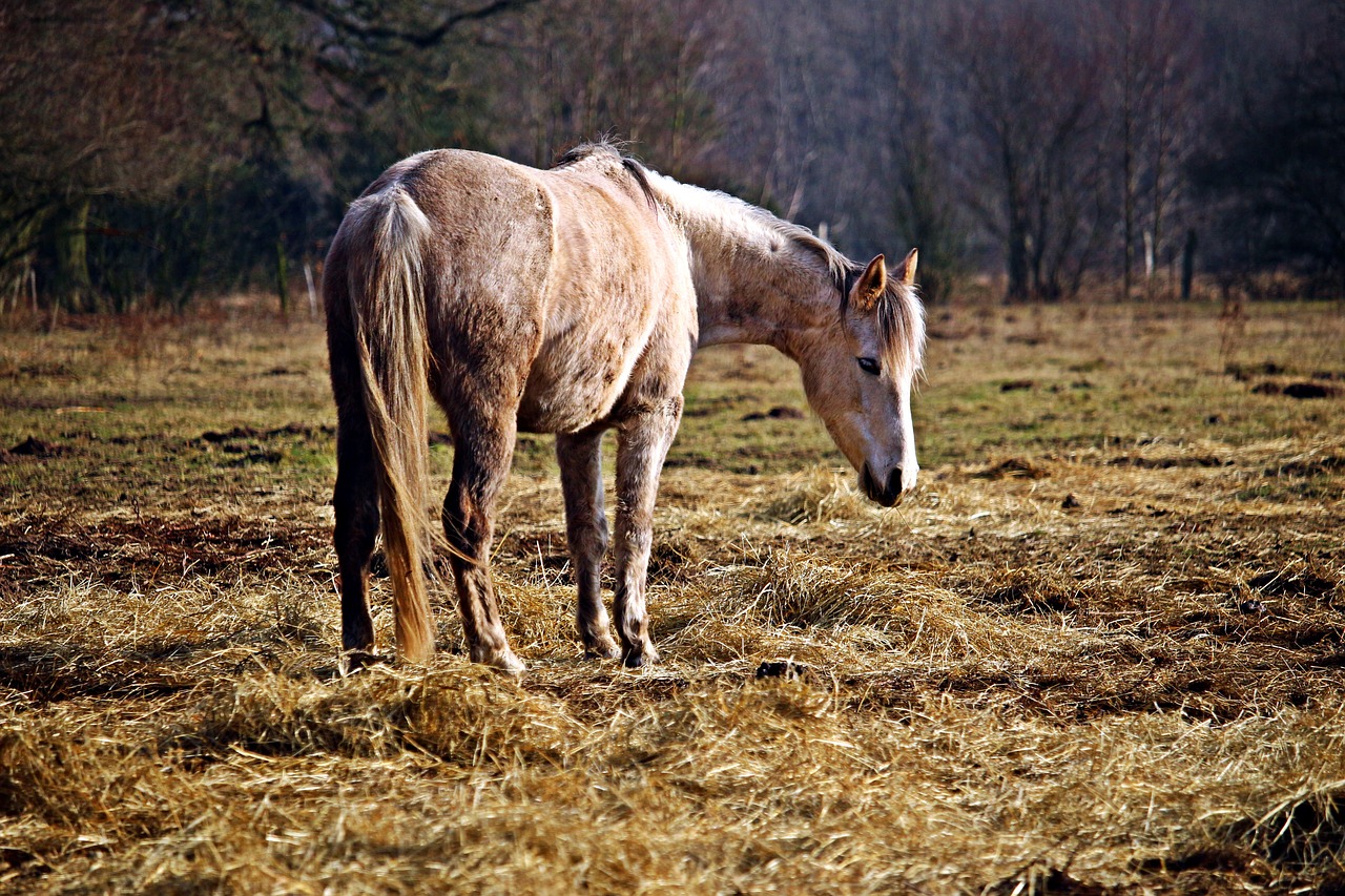 horse mold pasture free photo