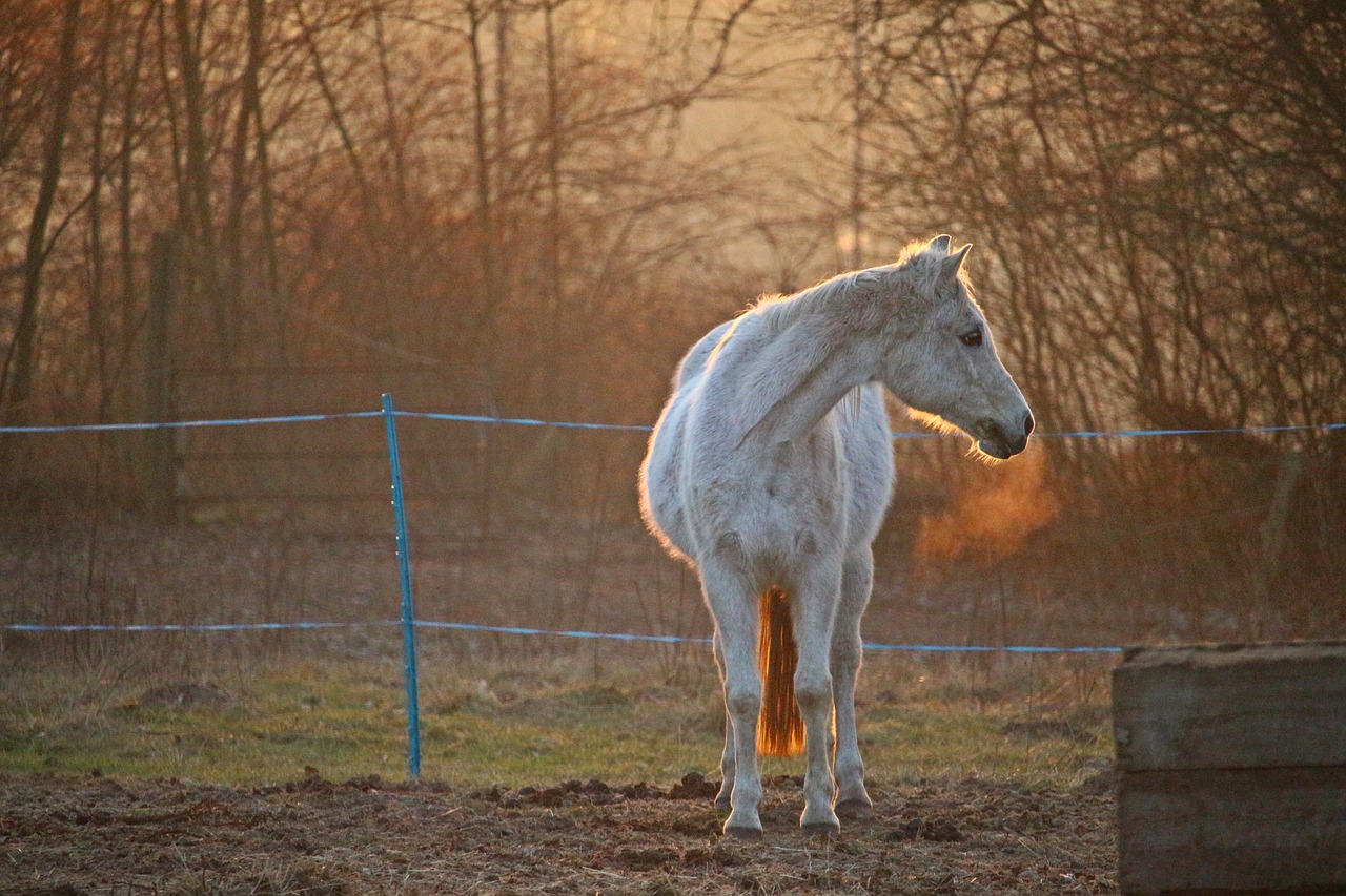 horse mold pasture free photo