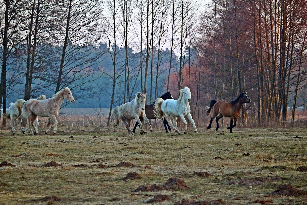 horse flock gallop free photo