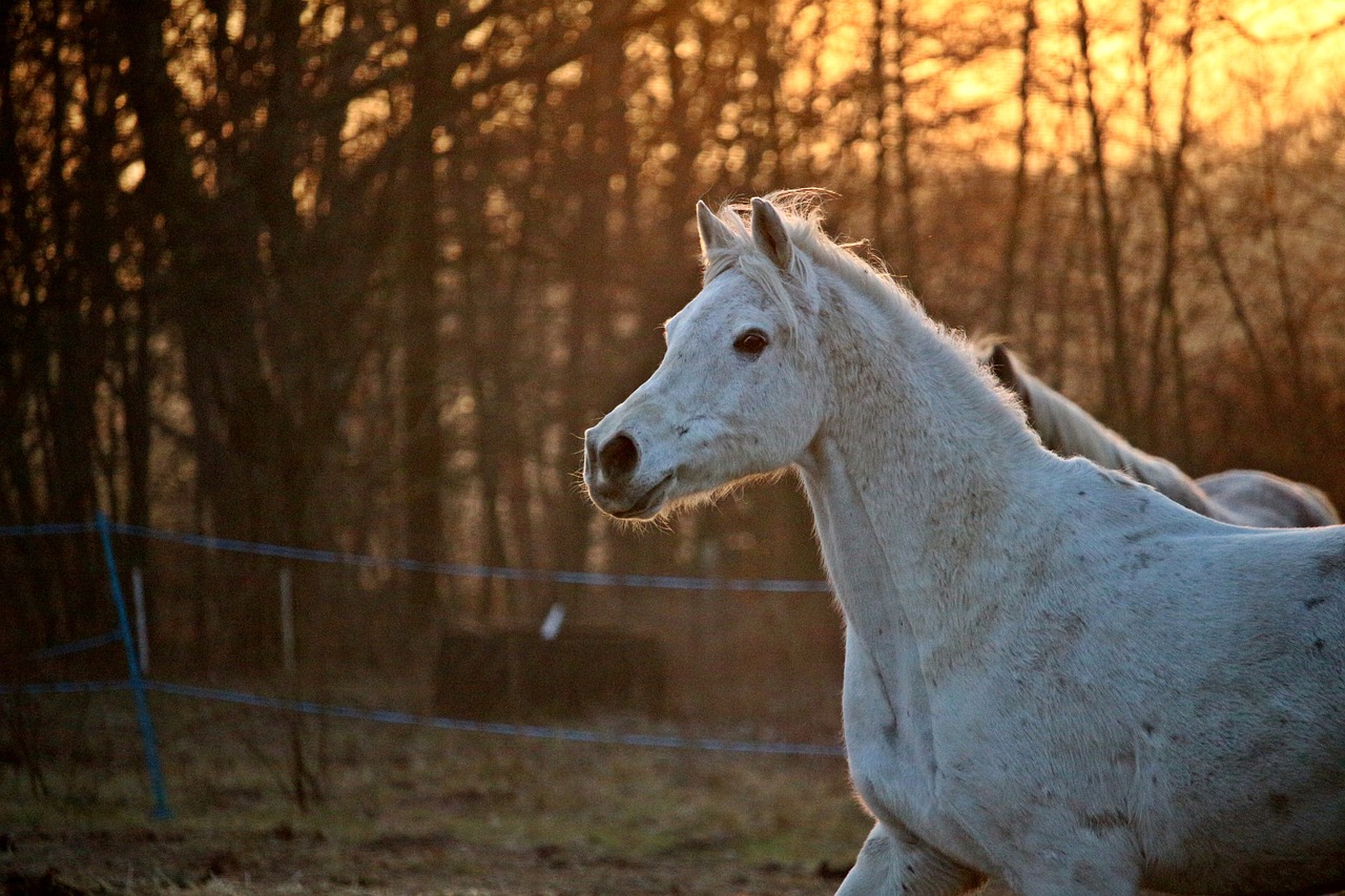 horse mold horse head free photo