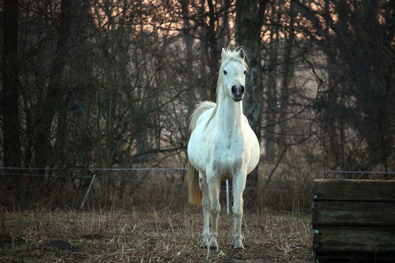 horse mold thoroughbred arabian free photo