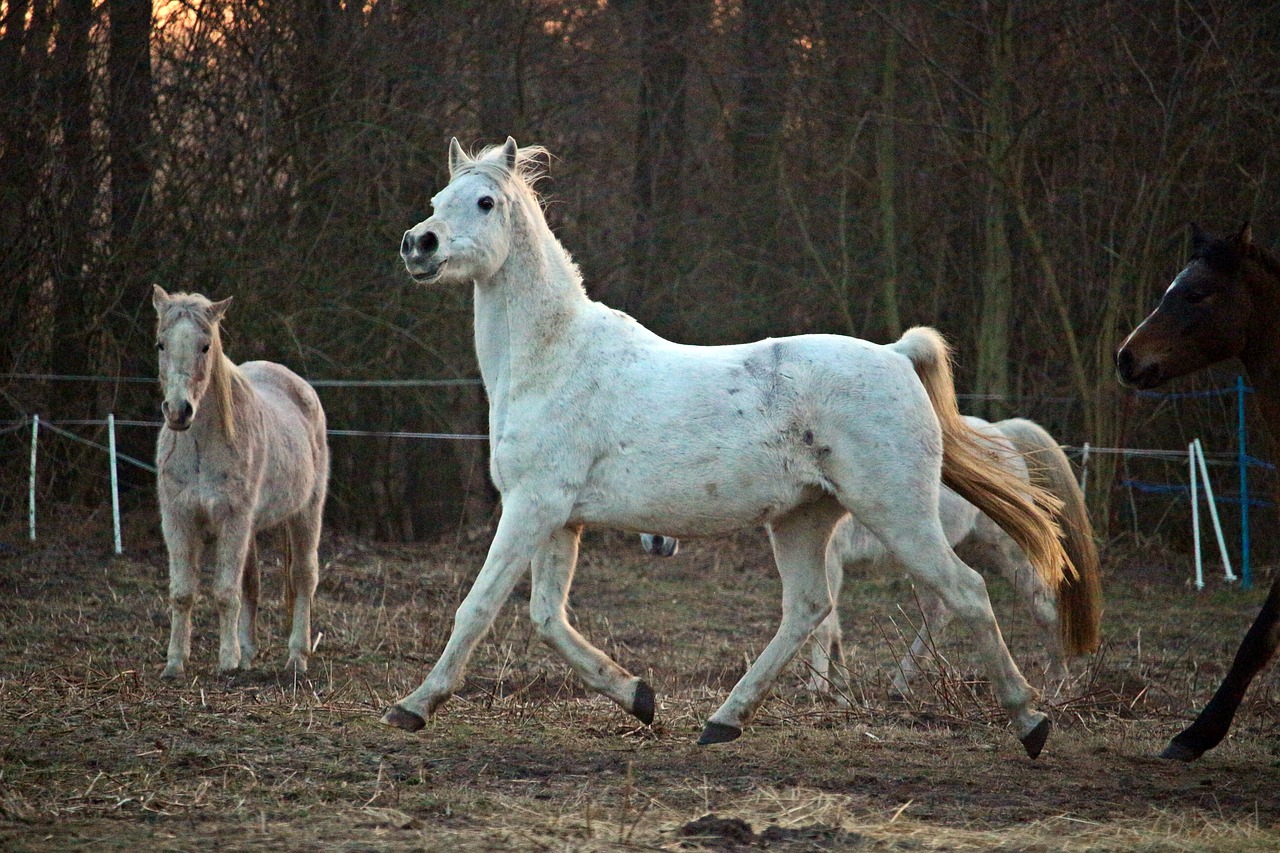 horse mold evening light free photo