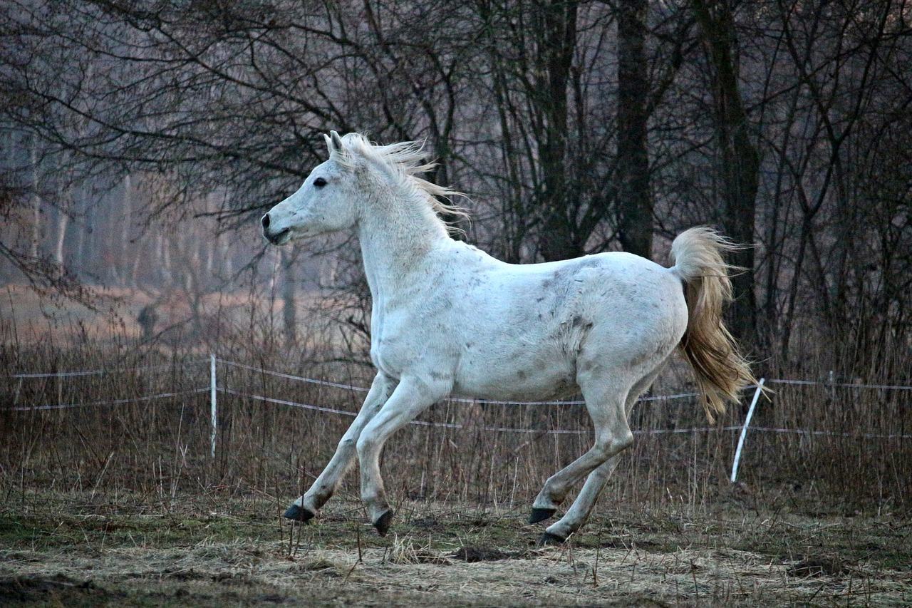 horse thoroughbred arabian mold free photo