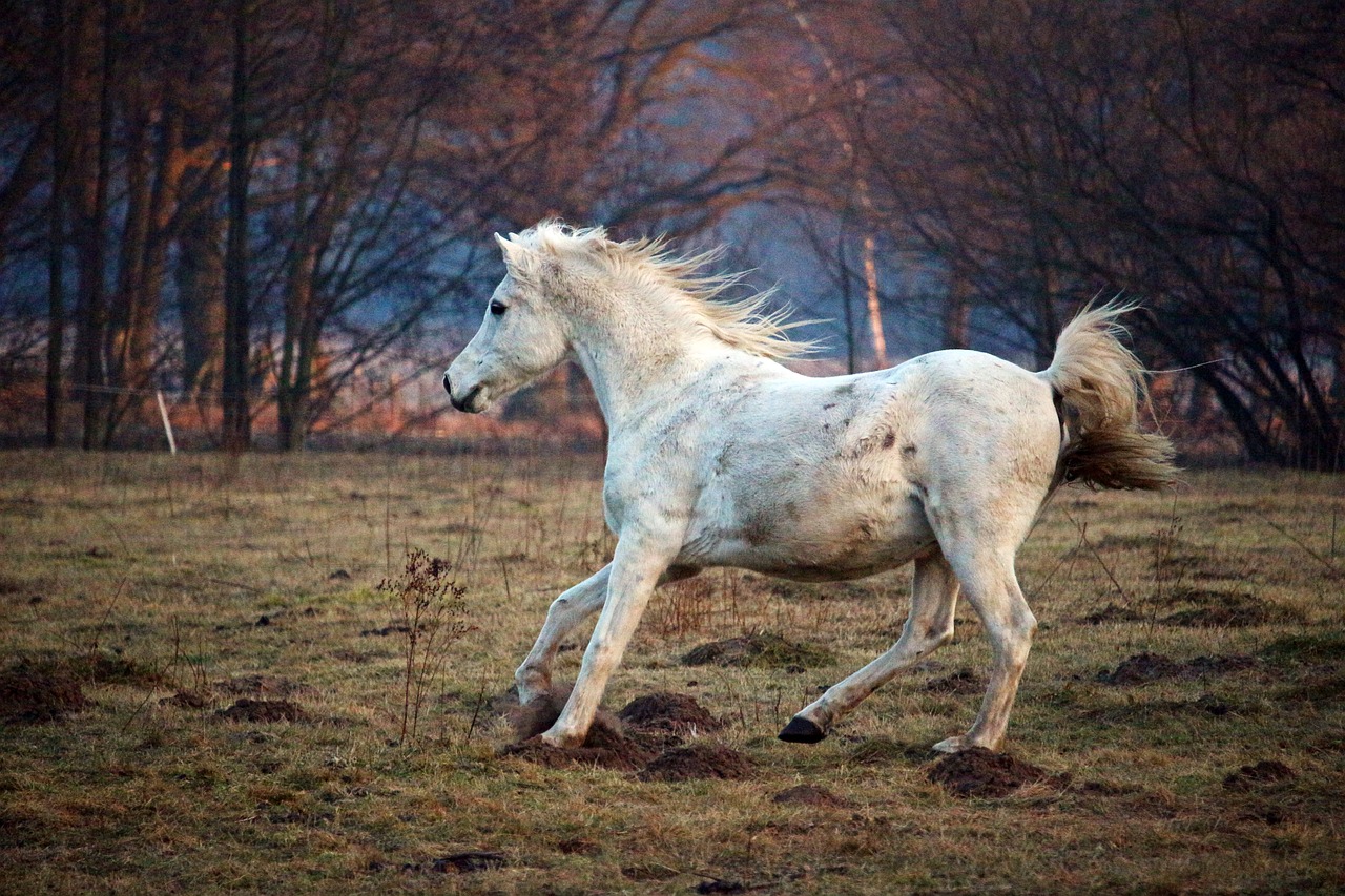 horse mold gallop free photo