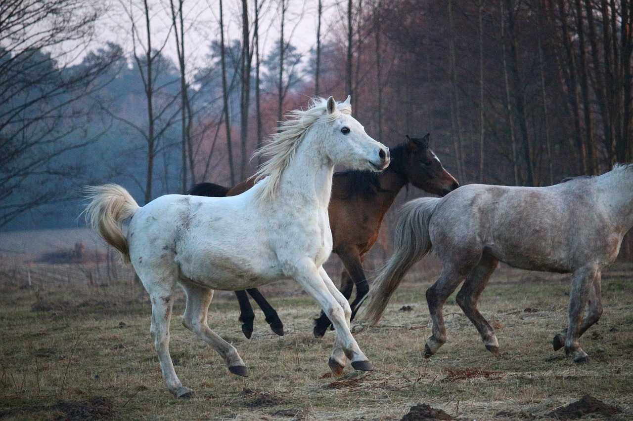 horse mold thoroughbred arabian free photo