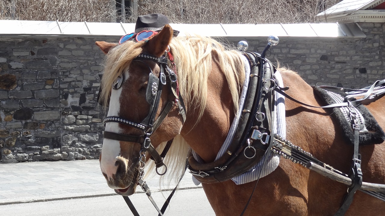 horse cart montreal free photo