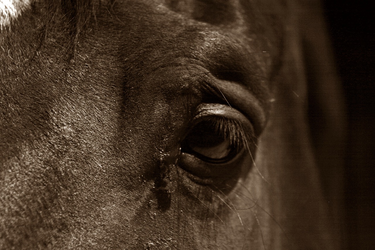 horse horse eye section free photo
