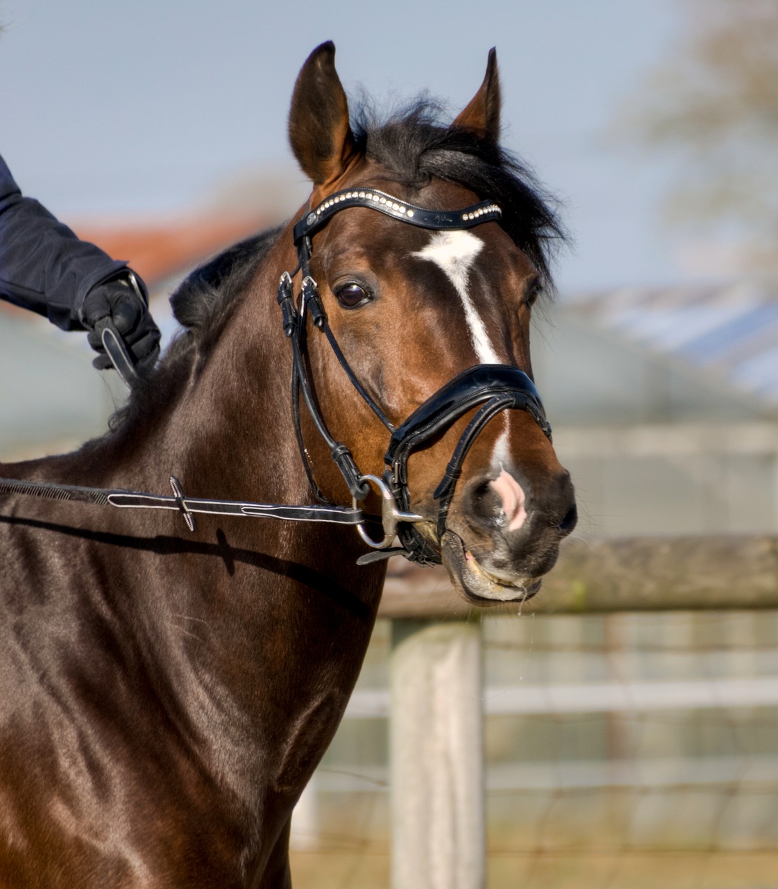 horse head portrait free photo