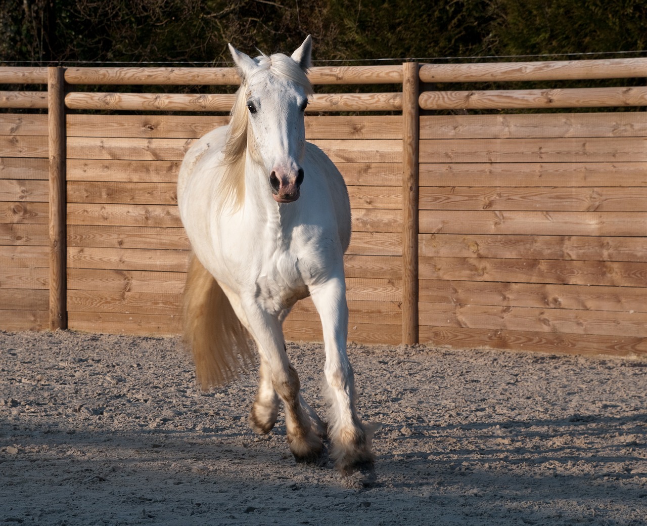 horse trotter white free photo