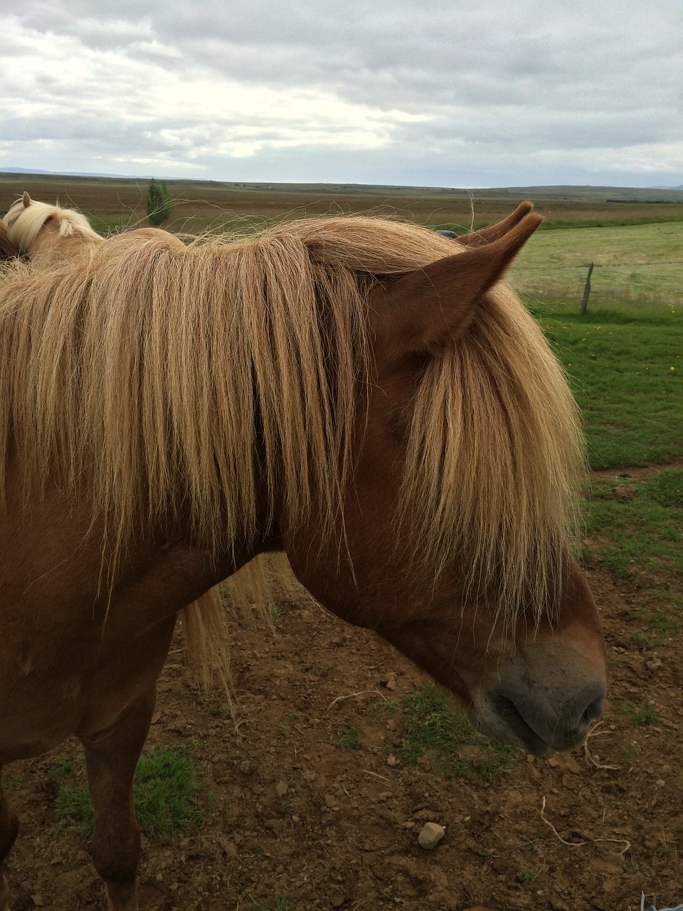 horse icelandic pasture free photo