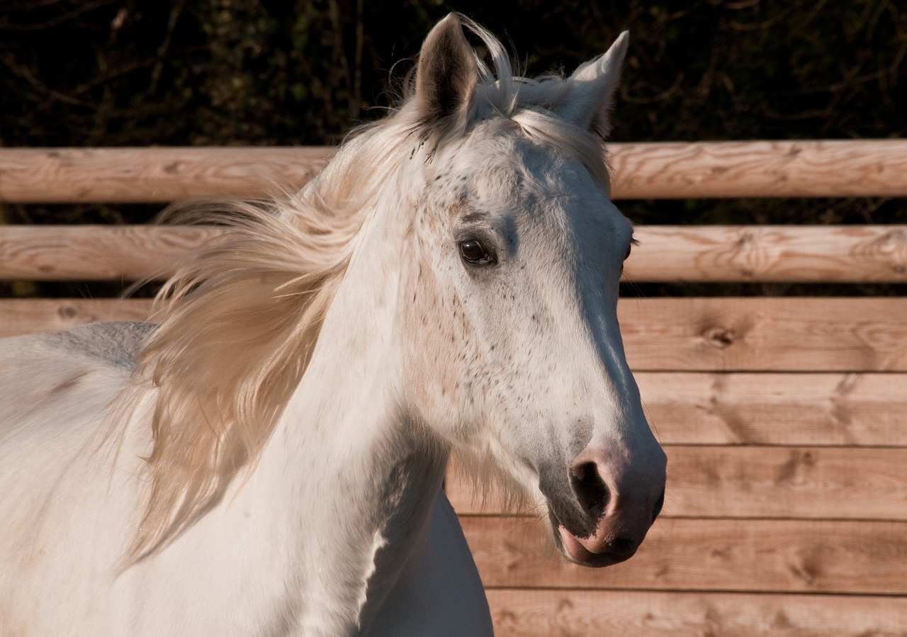 horse white portrait free photo