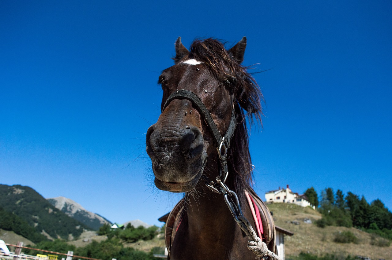 horse horses mountain free photo