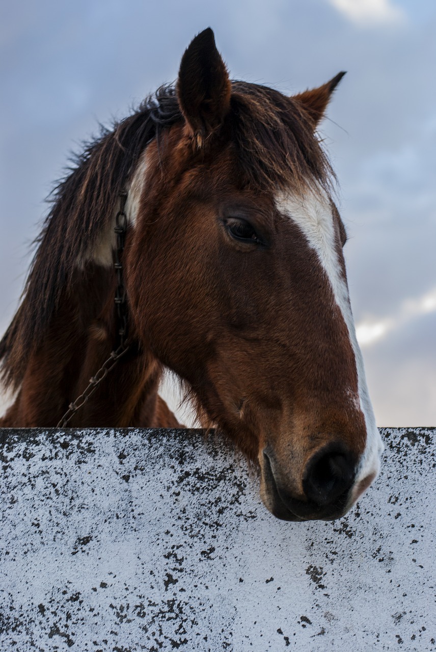 horse animal farm free photo