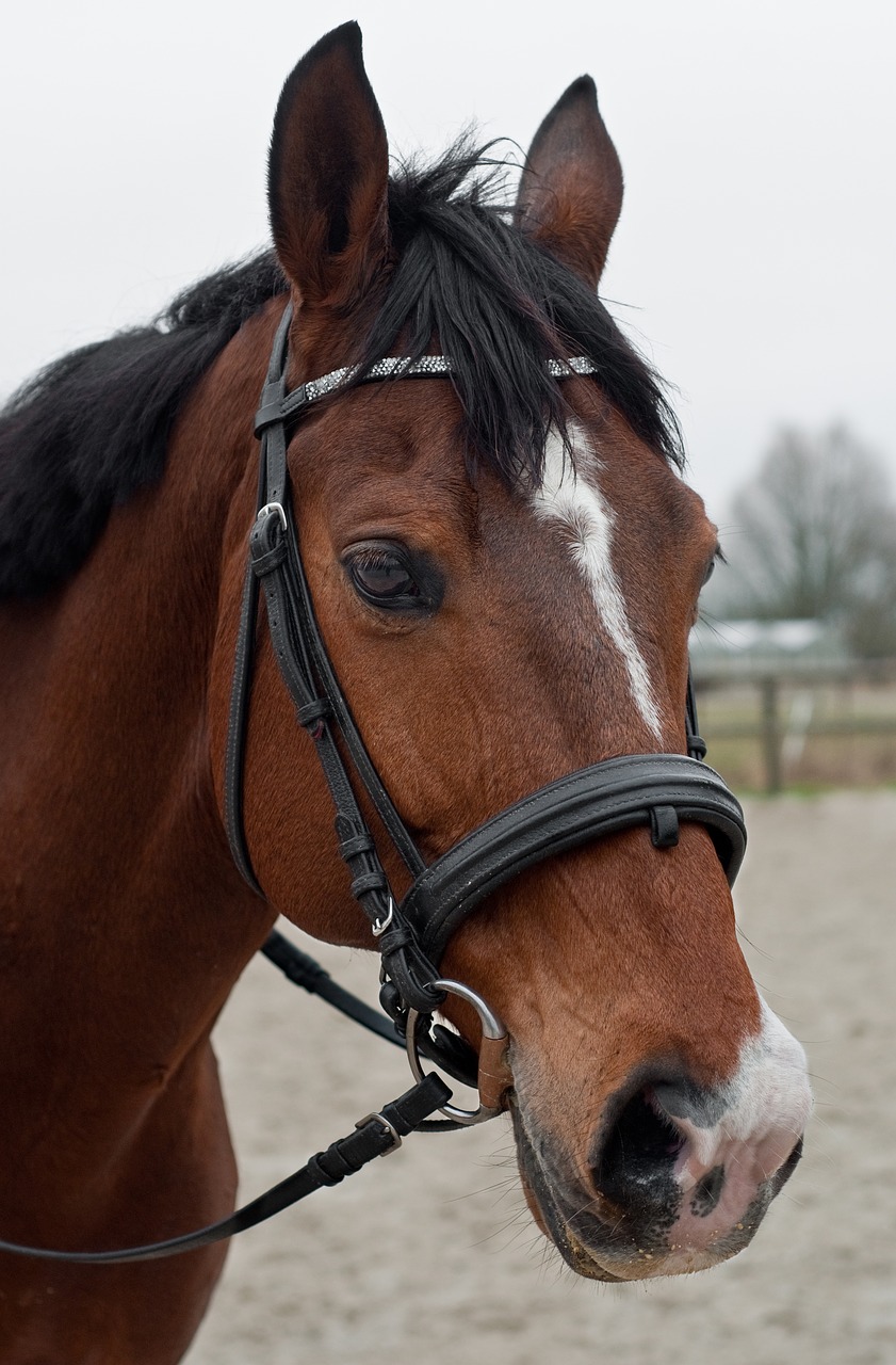 horse head portrait free photo