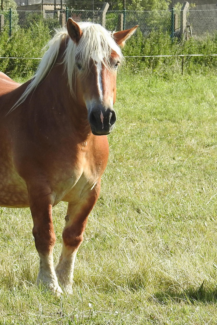 horse kaltblut mare free photo