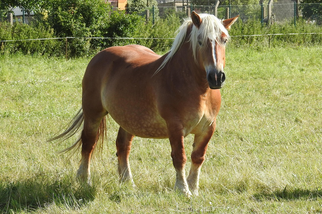horse mare kaltblut free photo