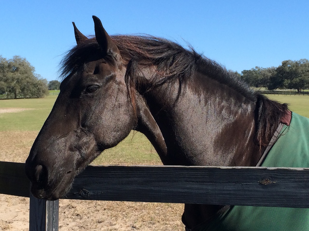 horse ears eyes free photo