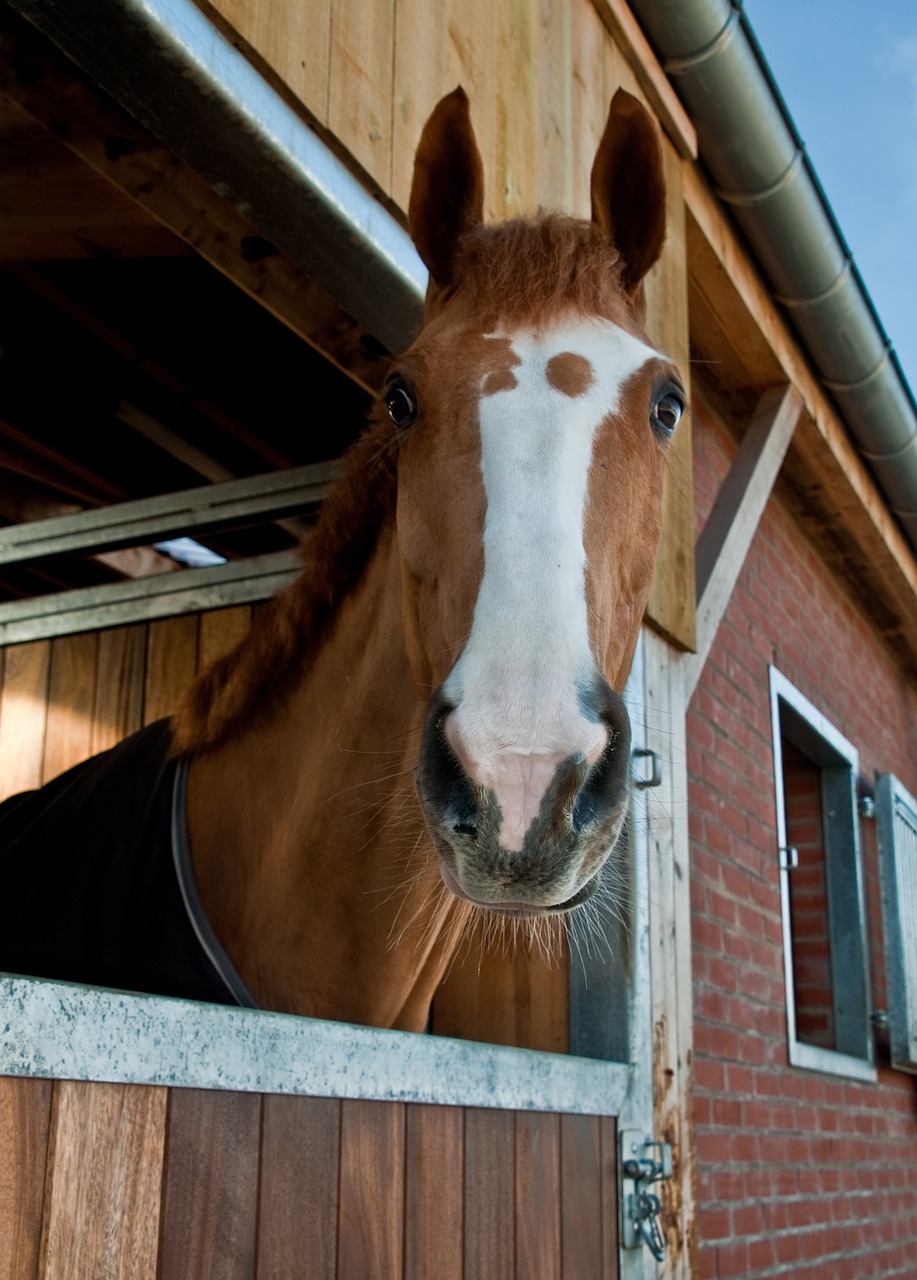 horse window to watch free photo