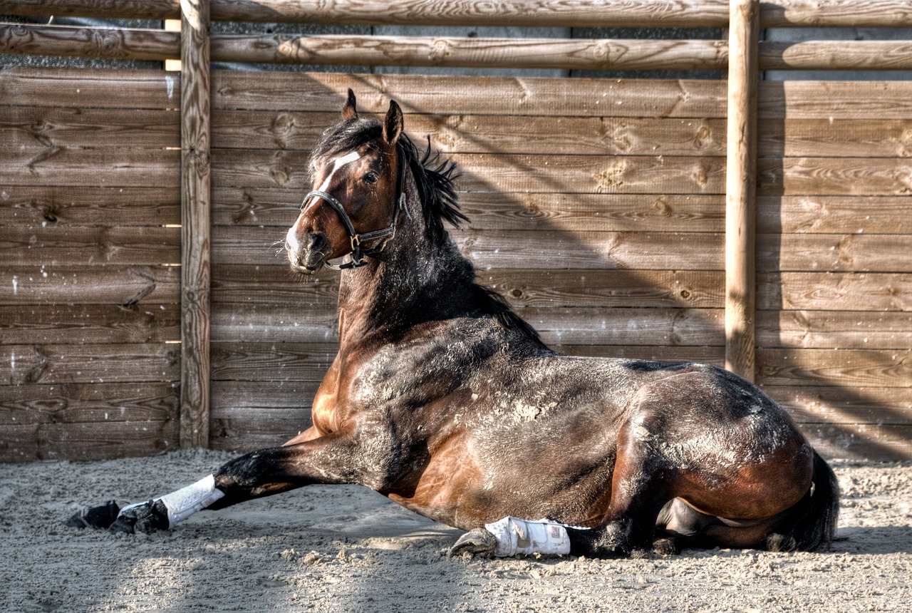 horse lying sun free photo