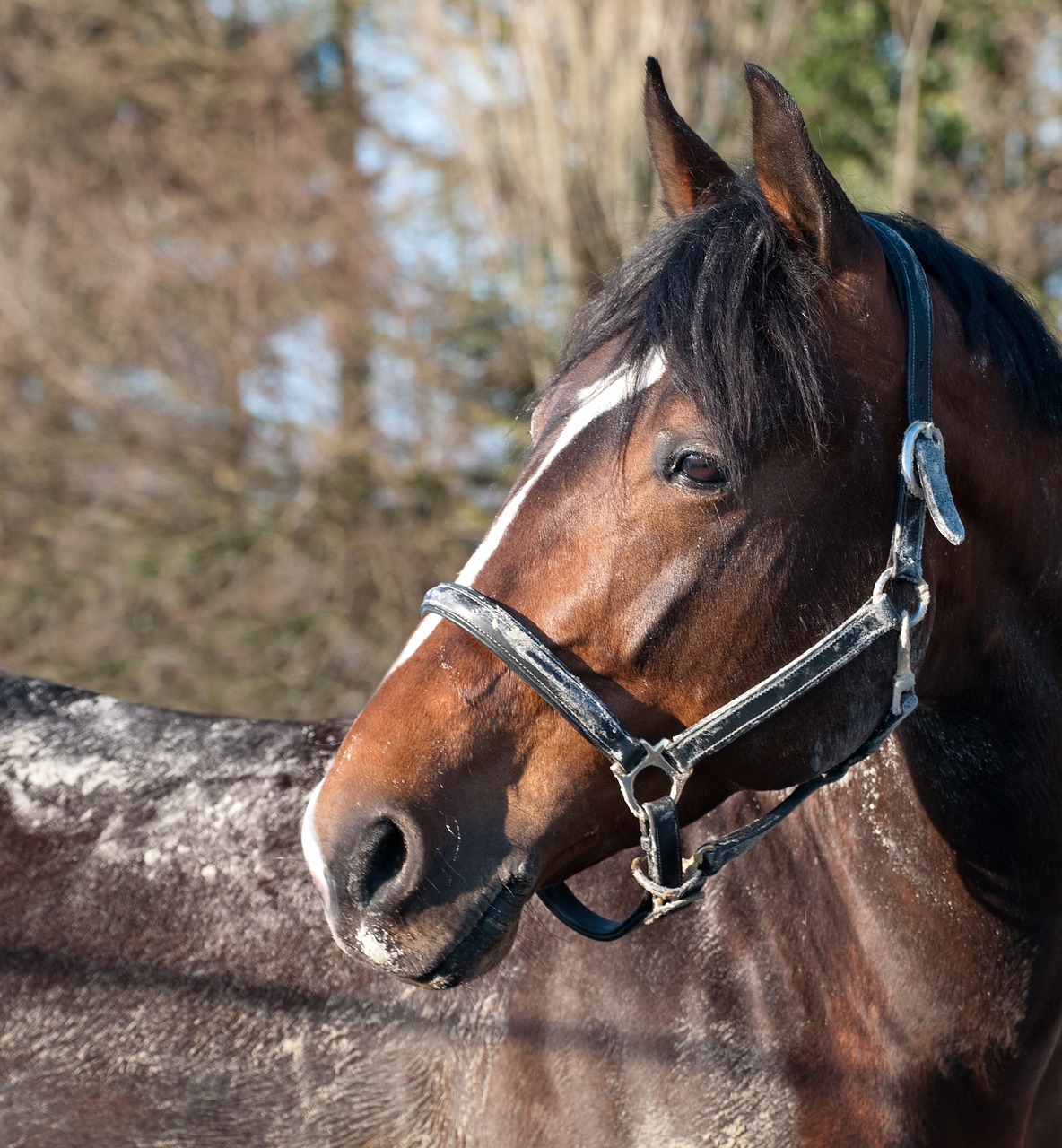 horse head portrait free photo