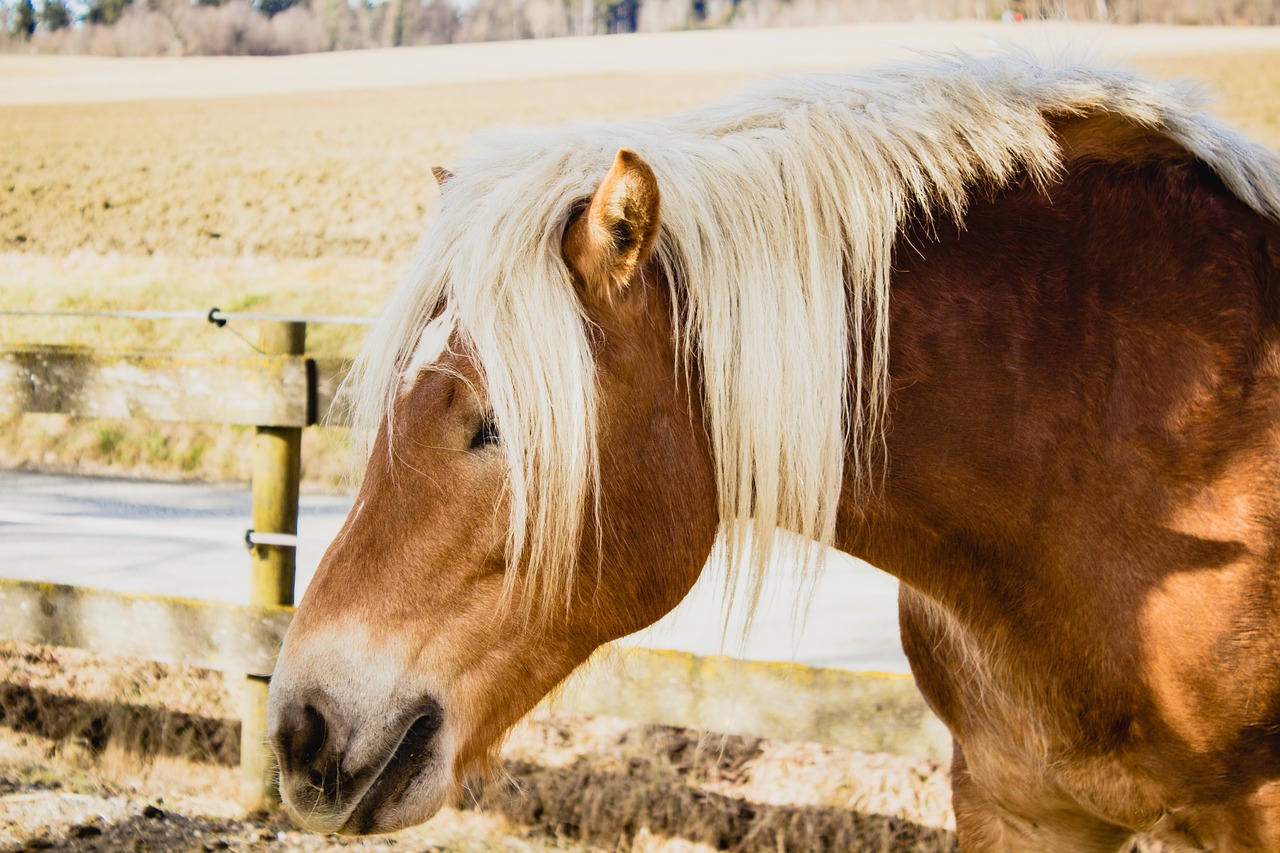 horse stall horse head free photo