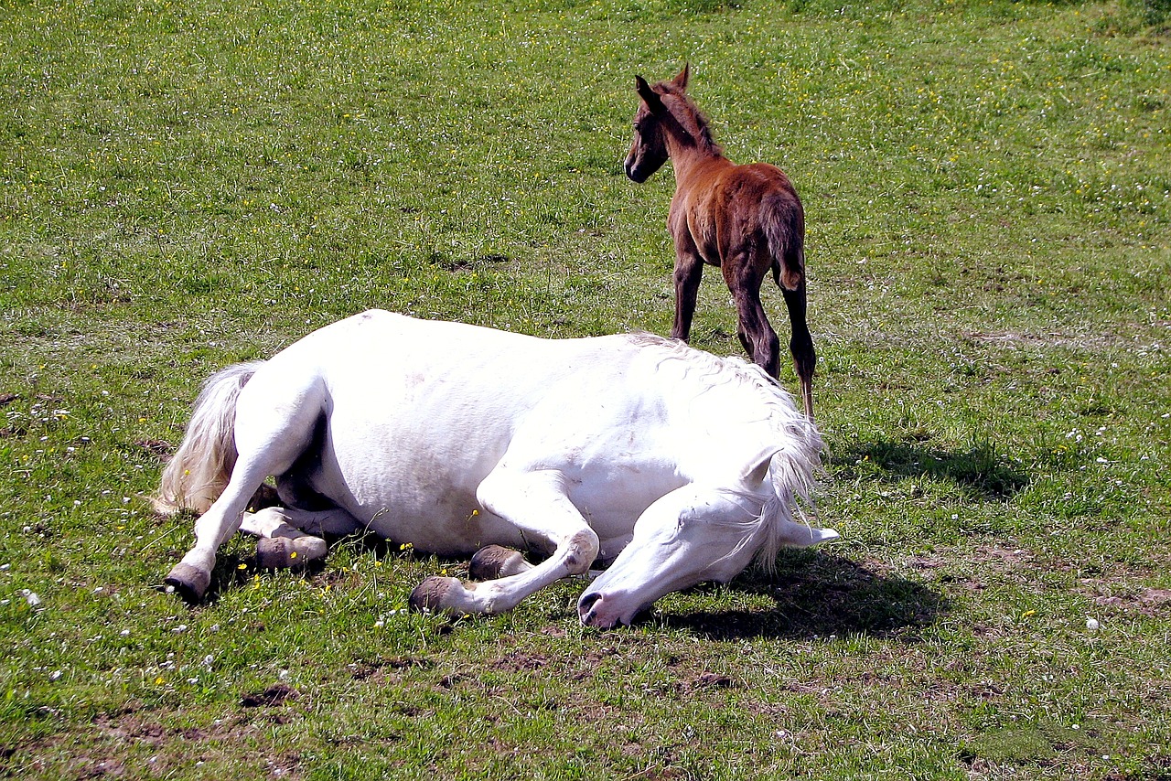 horse foal pasture free photo