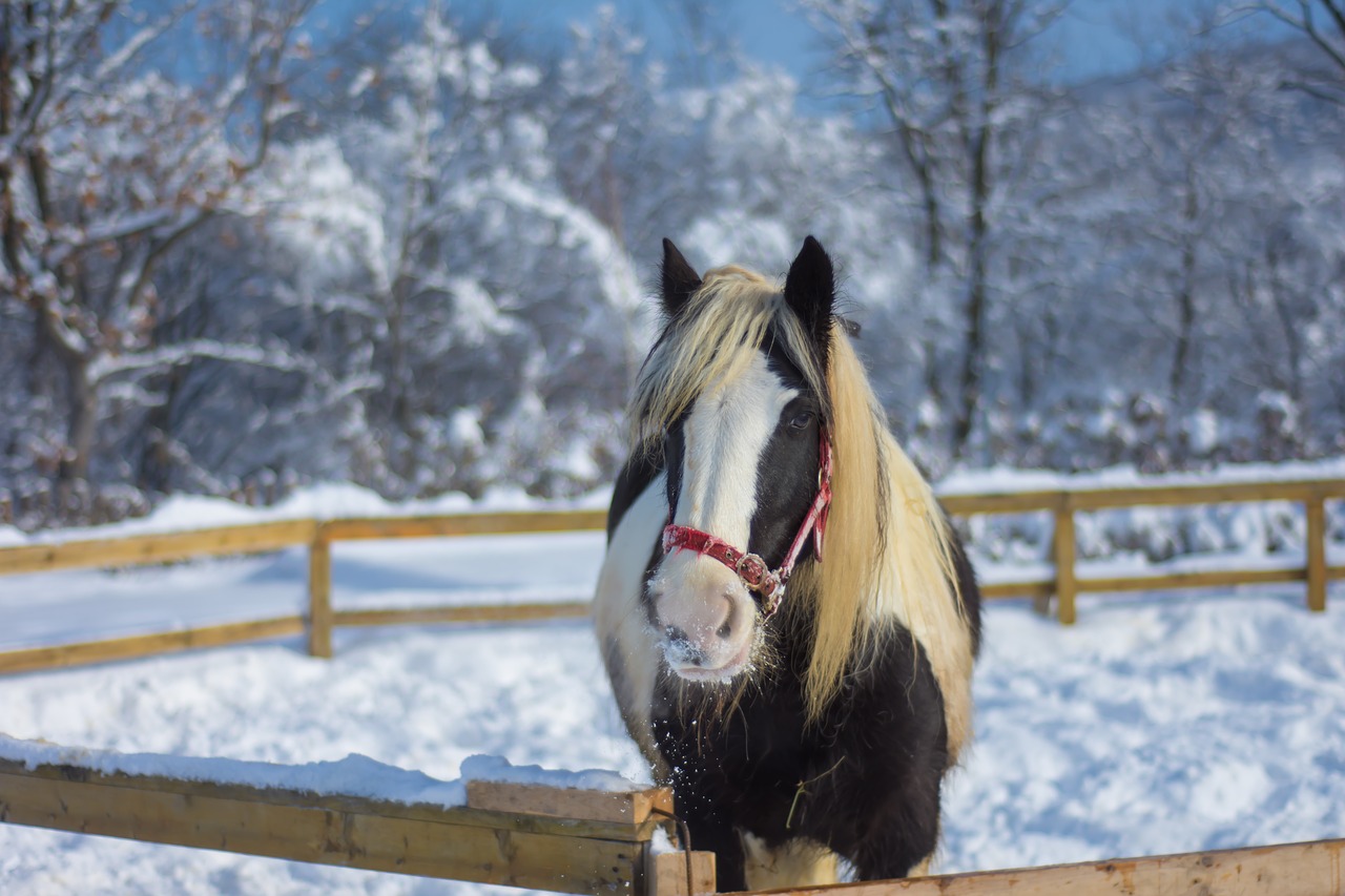 horse farm winter free photo