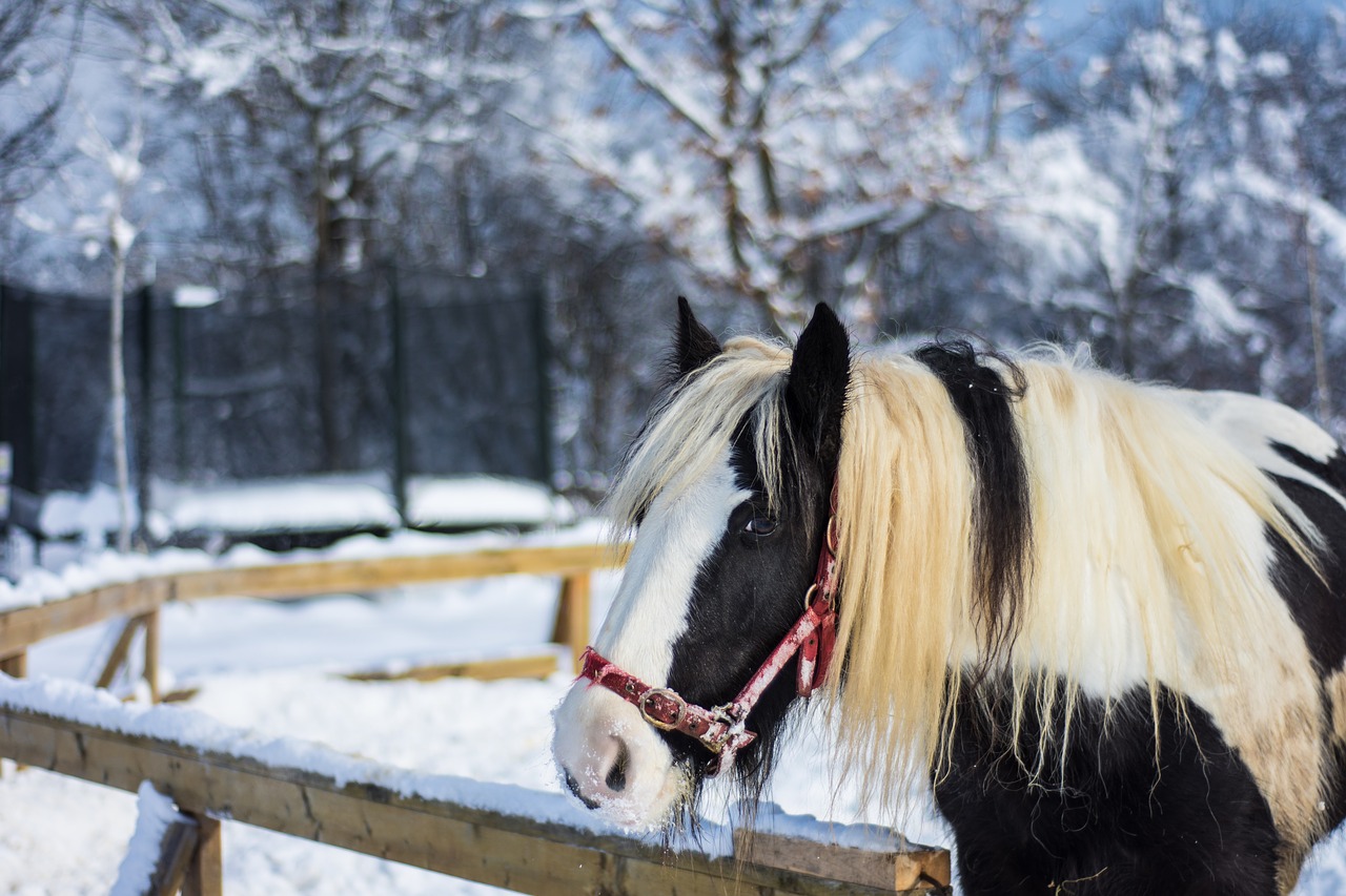 horse farm winter free photo