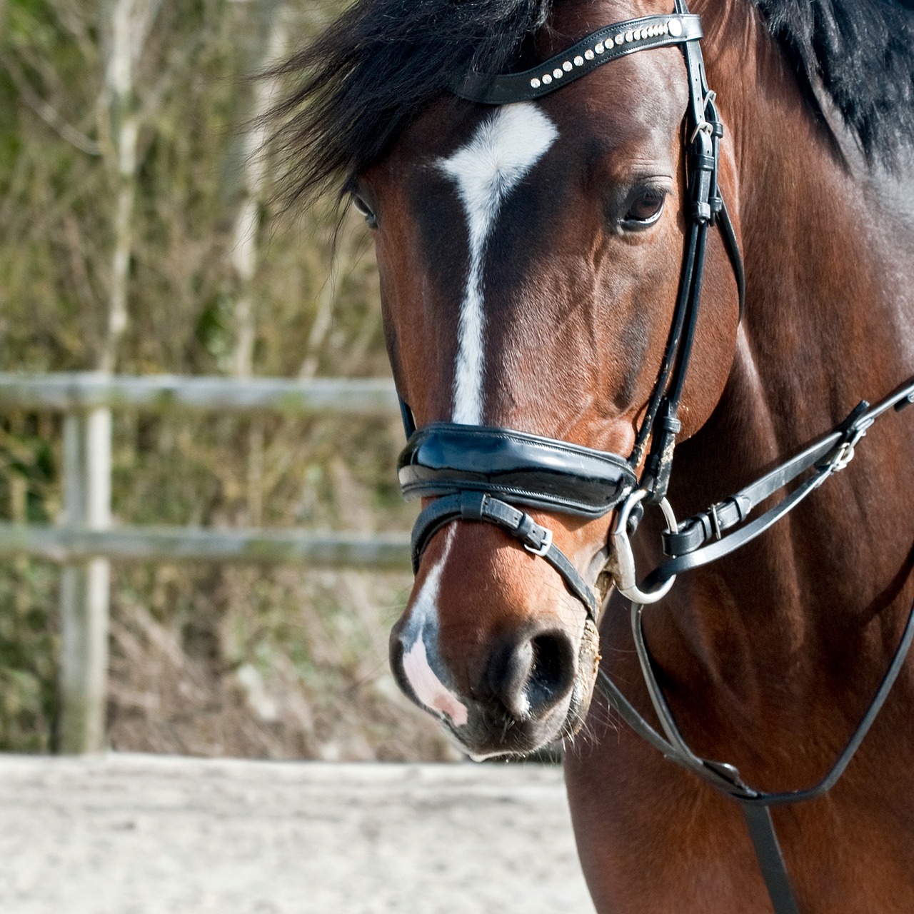 horse head sun free photo