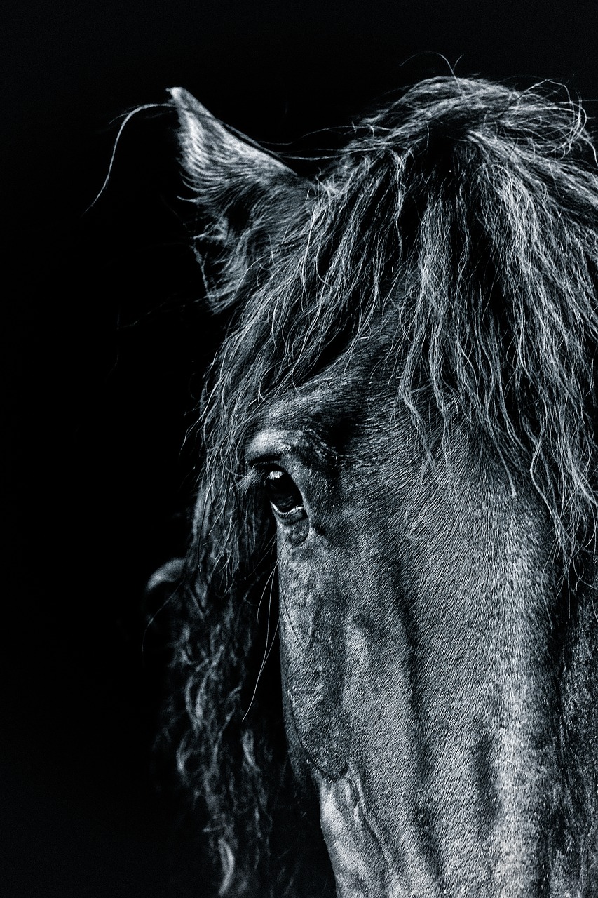 horse portrait pony free photo