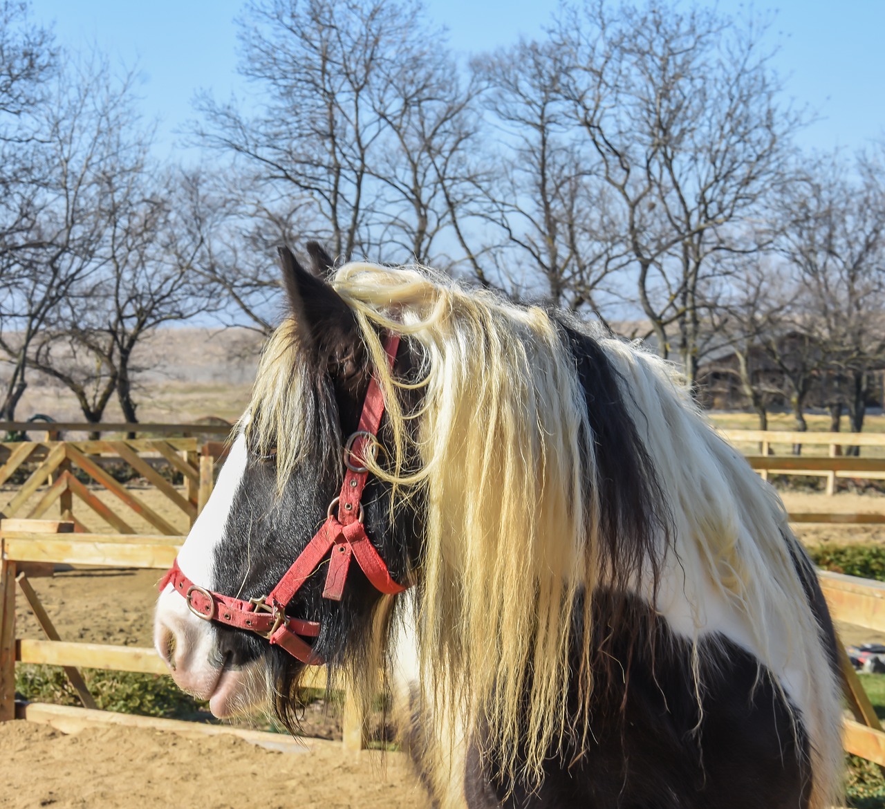 horse farm outdoor free photo