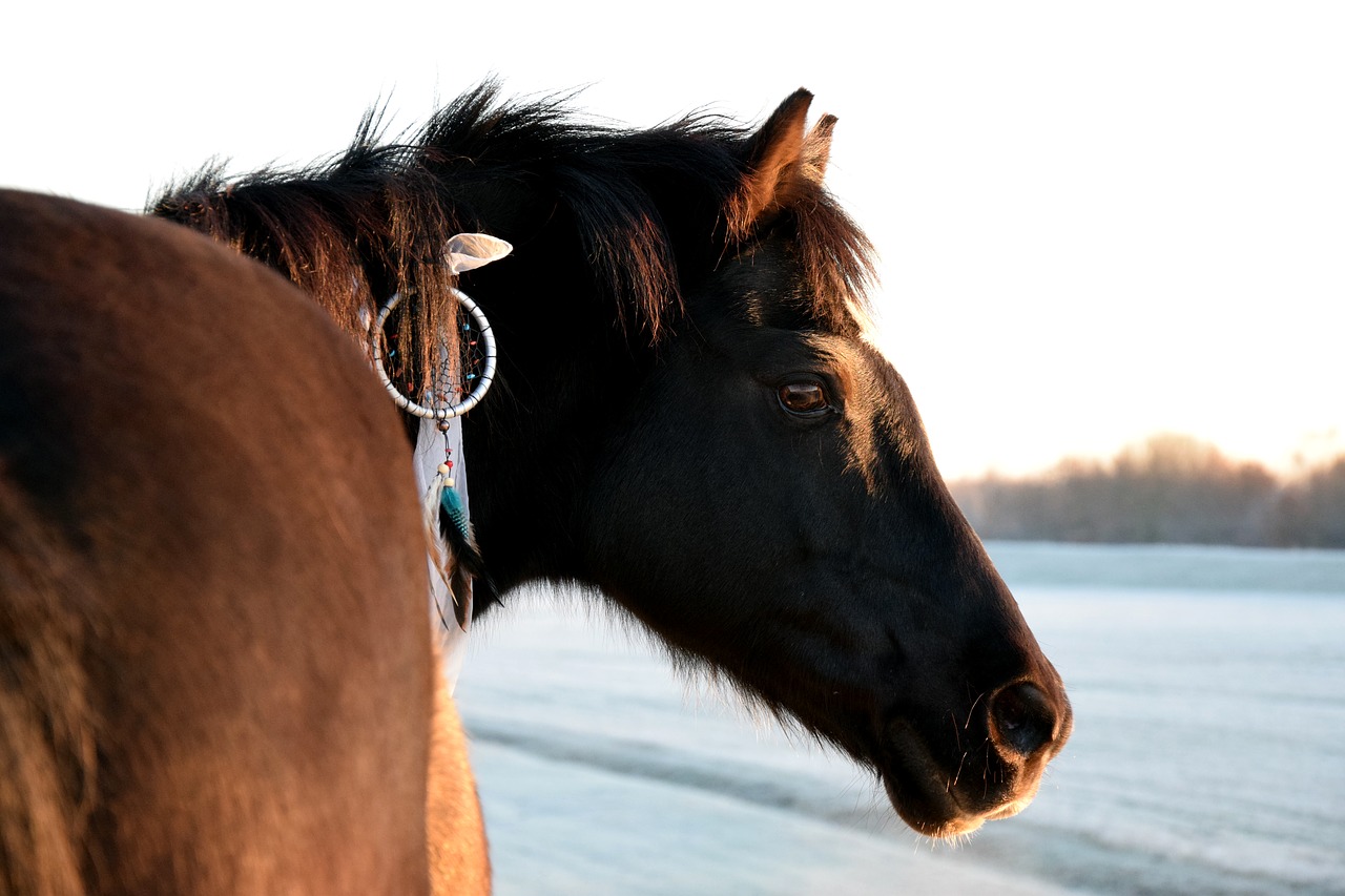 horse dream catcher winter free photo